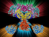 Fatty acid synthase molecule