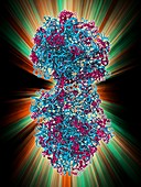 70S ribosome,molecular model