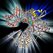 Marburg viral protein 35 and RNA