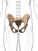 Human hip bone,artwork