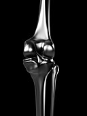 Human knee joint,artwork
