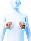 Female mammary glands,artwork