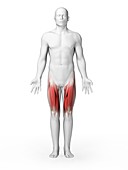 Human upper leg muscles,artwork