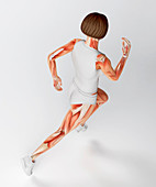 Muscular system of runner,artwork