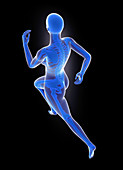 Skeleton of runner,artwork