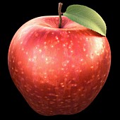 Red apple,artwork