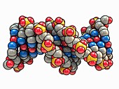 B DNA (Deoxyribonucleic acid),artwork