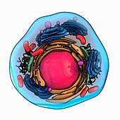 Animal cell structure,artwork