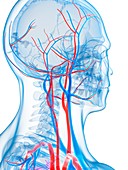 Vascular system of the head,artwork