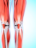 Human leg and knee muscles,artwork