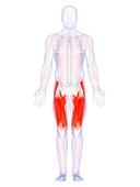 Human thigh muscles,artwork