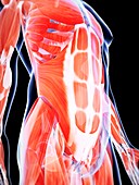 Human abdominal muscles,artwork