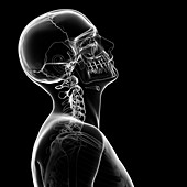 Human skull and neck bones,artwork