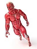 Human muscular system,artwork