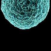 Human t-cell leukemia virus,artwork