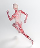 Human skeletal structure of a runner