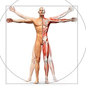Human musculoskeletal system,artwork