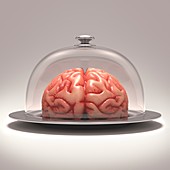Human brain on platter,artwork