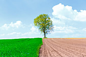 Half ploughed wheat field with a tree