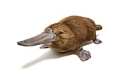 Duck billed platypus,artwork