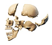 Human skull in sections,artwork