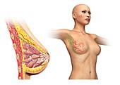 Female breast,cut away ,artwork
