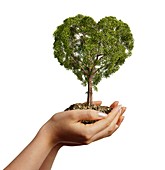 Hands holding heart shaped tree,artwork