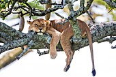 Lioness Panthera leo