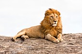 lion Panthera leo