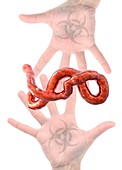 Ebola epidemic,conceptual image