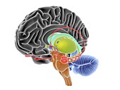 Brain section,artwork