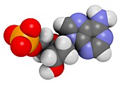 Deoxyadenosine monophosphate molecule