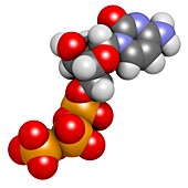 Deoxycytidine triphosphate molecule