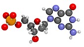 Deoxyguanosine monophosphate molecule