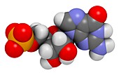 Guanosine monophosphate molecule