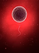 Human sperm and egg,illustration