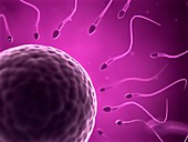 Human sperm and egg,illustration