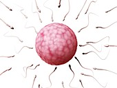 Human sperm and egg,illustration