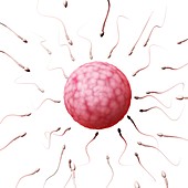 Human sperm and egg,illustration