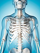 Human skeletal system,illustration