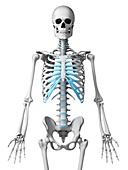 Human ribcage,illustration
