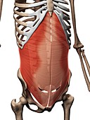 Human abdominal muscles,illustration