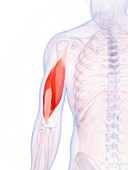 Human triceps,illustration