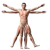 Human muscular system,illustration