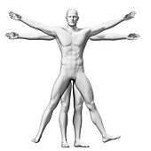 Human anatomy,illustration