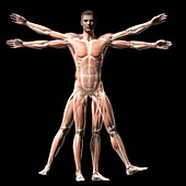 Human muscular system,illustration