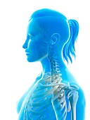 Human cervical spine,illustration