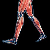 Human leg muscles,illustration