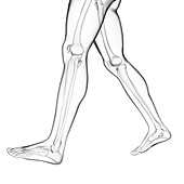 Human leg bones,illustration