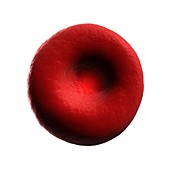 Human red blood cell,illustration